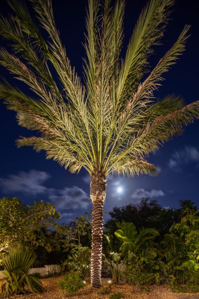 Uplighting at Lighthouse Pointe, a D'Asign Source design-build
